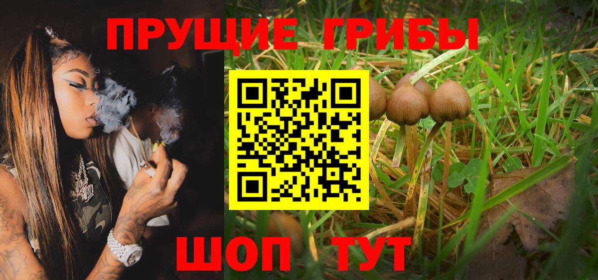 Псилоцибиновые грибы Psilocybe Балахна